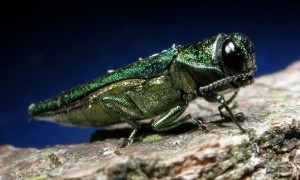 Emerald Ash Borer Awareness