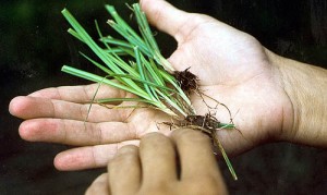 Don't let this perennial weed take over.