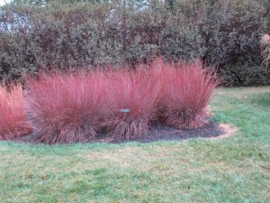 Blue Heaven Little Bluestem