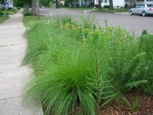 Prairie Dropseed