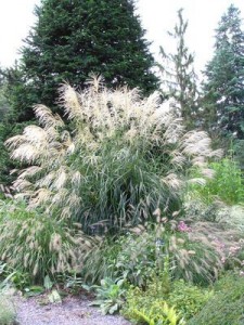 Silver Feather Japanese silver grass