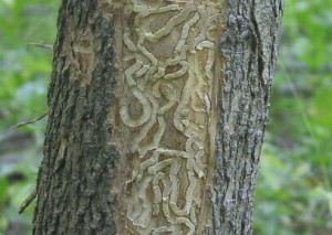 EAB tree damage