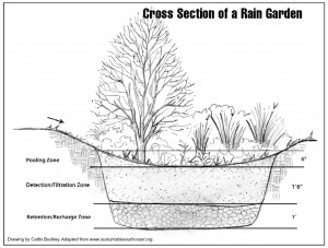 Rain Garden